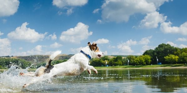 Dog Safety in Ponds Rivers Lakes and the Ocean Preventive Vet